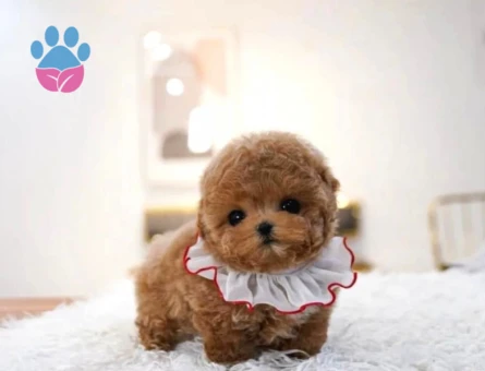 TOY POODLE YAVRULARIM - 10149 - Görsel 3