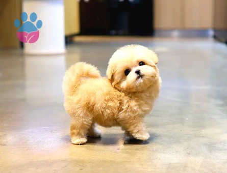 TOY POODLE YAVRULARIM - 10150
