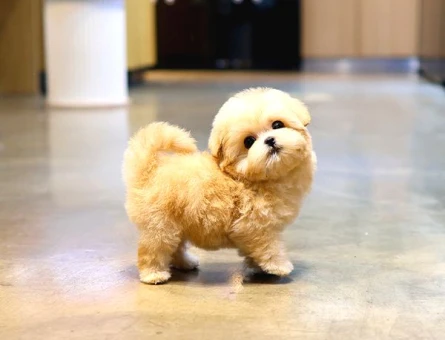 TOY POODLE YAVRULARIM - 10150