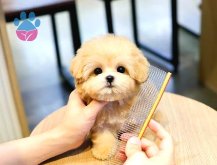 TOY POODLE YAVRULARIM - 10151