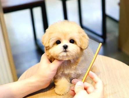 TOY POODLE YAVRULARIM - 10151