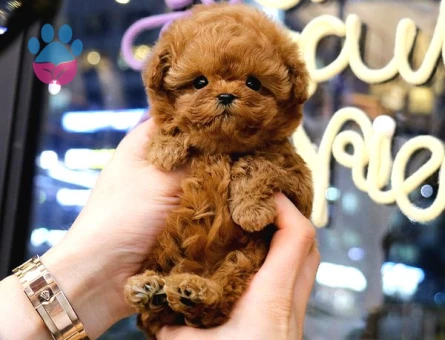 KORE POODLE BEBEKLERİM - 10152 - Görsel 3