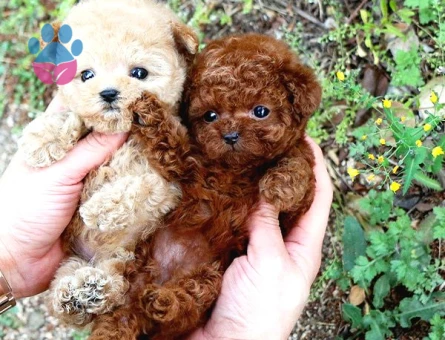 TOY POODLE YAVRULARIM - 10153 - Görsel 2