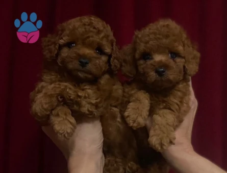 safkan POODLE bebekler - 10161