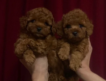 safkan POODLE bebekler - 10161