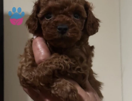 EV ORTAMINDAN ORJİNAL TOY POODLE - 10162 - Görsel 4