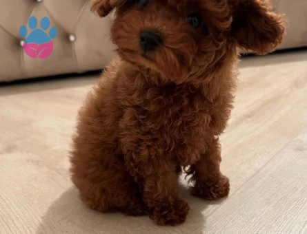 EV ORTAMINDAN ORJİNAL TOY POODLE - 10162 - Görsel 3