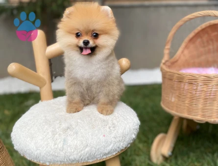 POMERANIAN ÜRETİM ÇİFTLİĞİNDEN - 10166 - Görsel 5