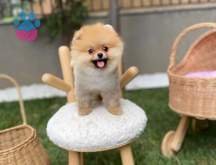 POMERANIAN ÜRETİM ÇİFTLİĞİNDEN - 10166 - Görsel 4