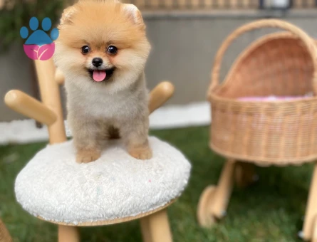 POMERANIAN ÜRETİM ÇİFTLİĞİNDEN - 10166 - Görsel 2