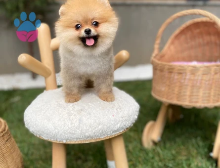 POMERANIAN ÜRETİM ÇİFTLİĞİNDEN - 10166 - Görsel 3