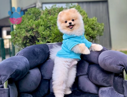 POMERANIAN ÜRETİM ÇİFTLİĞİNDEN - 10167