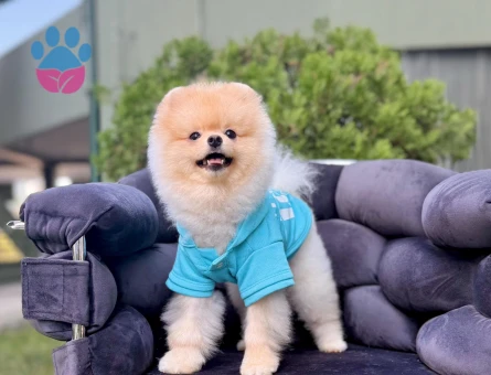 POMERANIAN ÜRETİM ÇİFTLİĞİNDEN - 10167 - Görsel 3