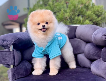 POMERANIAN ÜRETİM ÇİFTLİĞİNDEN - 10167 - Görsel 4