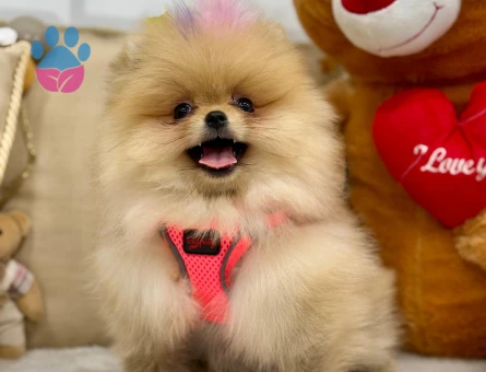 POMERANIAN ÜRETİM ÇİFTLİĞİNDEN - 10168
