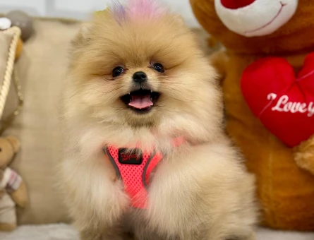 POMERANIAN ÜRETİM ÇİFTLİĞİNDEN - 10168