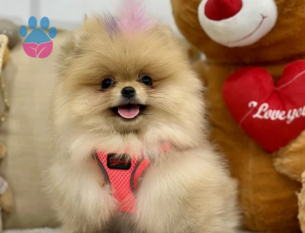POMERANIAN ÜRETİM ÇİFTLİĞİNDEN - 10168 - Görsel 4