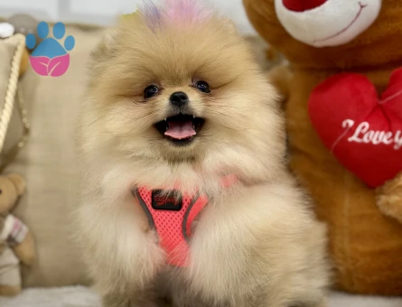 POMERANIAN ÜRETİM ÇİFTLİĞİNDEN - 10168 - Görsel 3