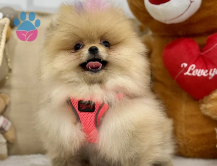 POMERANIAN ÜRETİM ÇİFTLİĞİNDEN - 10168 - Görsel 5