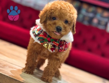 POODLE ÜRETİM ÇİFTLİĞİNDEN - 10171 - Görsel 4
