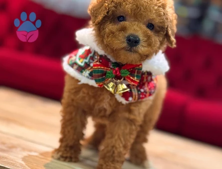 POODLE ÜRETİM ÇİFTLİĞİNDEN - 10171 - Görsel 3