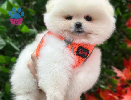 POMERANIAN ÜRETİM ÇİFTLİĞİNDEN - 10173 - Görsel 3