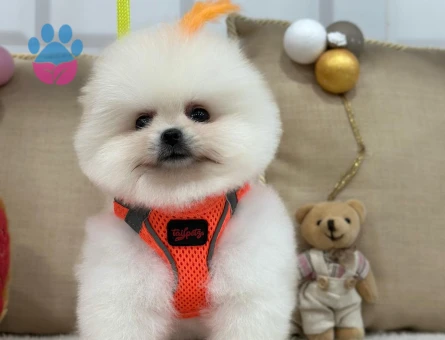 POMERANIAN ÜRETİM ÇİFTLİĞİNDEN - 10173 - Görsel 4