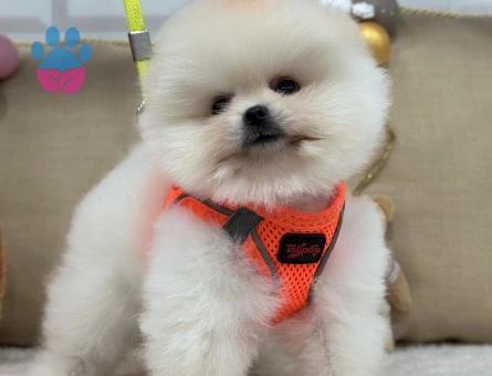 POMERANIAN ÜRETİM ÇİFTLİĞİNDEN - 10173 - Görsel 2