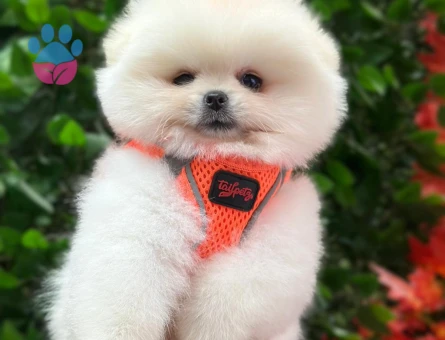 POMERANIAN ÜRETİM ÇİFTLİĞİNDEN - 10173 - Görsel 5