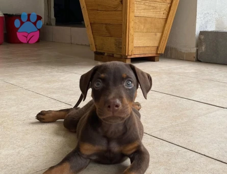 Son Kızıl Erkek Doberman King Yavrumuz - 10175 - Görsel 3