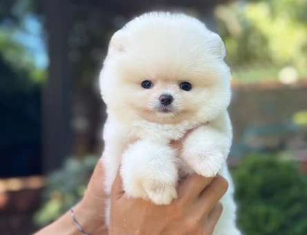 Çiftliğimizde Ayı Surat Pomeranian Boo yavrularımız - 10178
