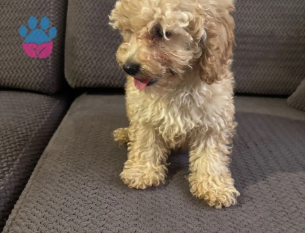 3 aylık poodle - 10181 - Görsel 2