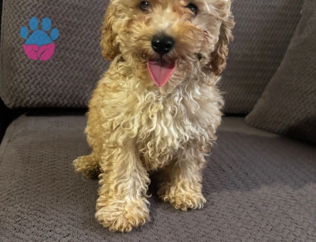 3 aylık poodle - 10181