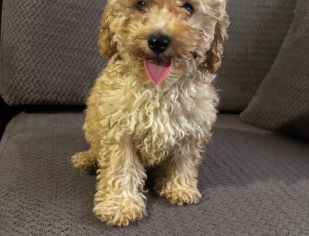 3 aylık poodle - 10181