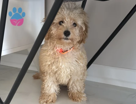 3 aylık poodle - 10181 - Görsel 4