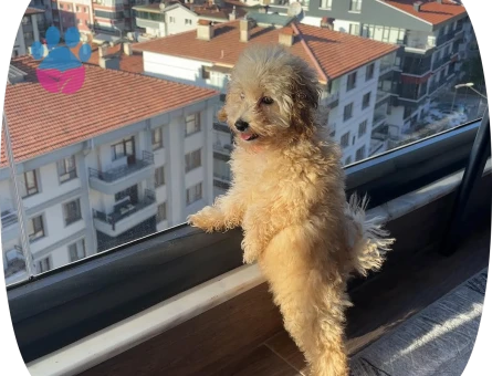 3 aylık poodle - 10181 - Görsel 3