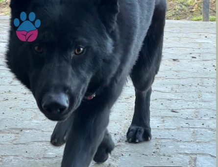 Solid black Alman çoban köpeği - 10184 - Görsel 2