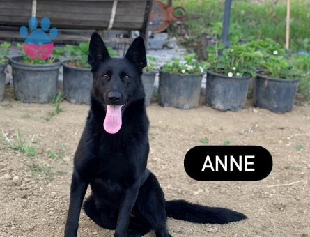 Solid black Alman çoban köpeği - 10184 - Görsel 3