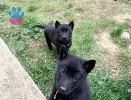 Solid black Alman çoban köpeği - 10184 - Görsel 4
