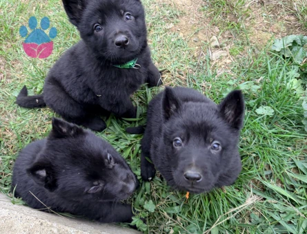 Solid black Alman çoban köpeği - 10184 - Görsel 5