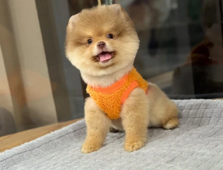 Pomeryan boo tcup baby - 10187