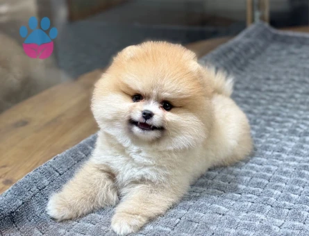 Pomeryan boo tcup baby - 10187 - Görsel 5