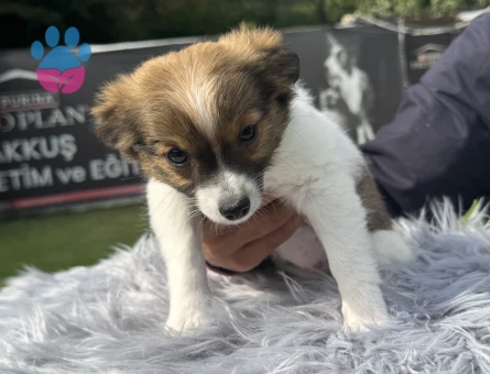 Minik Kahverengi Chihuahua Yavrularımız Ruhsatlı Çiftlikten - 10192 - Görsel 3