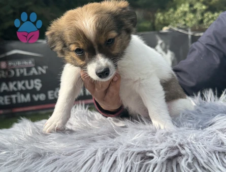 Minik Kahverengi Chihuahua Yavrularımız Ruhsatlı Çiftlikten - 10192 - Görsel 4