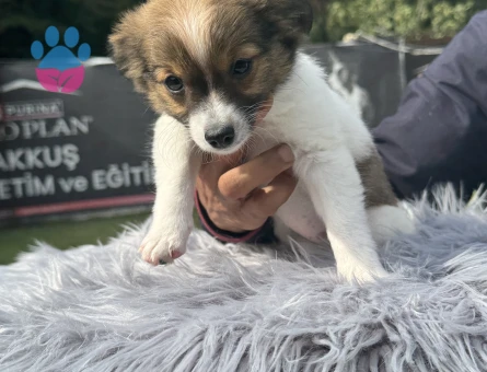 Minik Kahverengi Chihuahua Yavrularımız – Ruhsatlı Çiftlikten - 10192