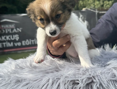 Minik Kahverengi Chihuahua Yavrularımız – Ruhsatlı Çiftlikten - 10192