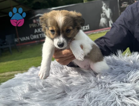 Minik Kahverengi Chihuahua Yavrularımız Ruhsatlı Çiftlikten - 10192 - Görsel 5