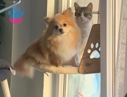 Dişi Pomeranian 4 yaşında İstanbul - 10196 - Görsel 3