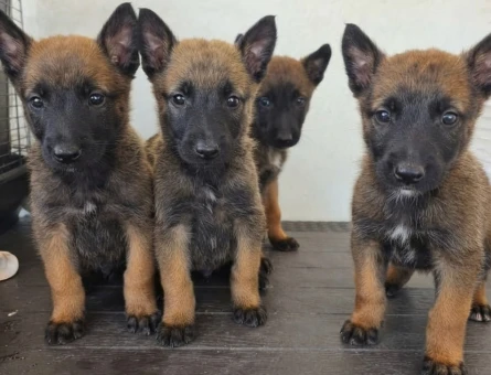 Belçika malinois - 10198