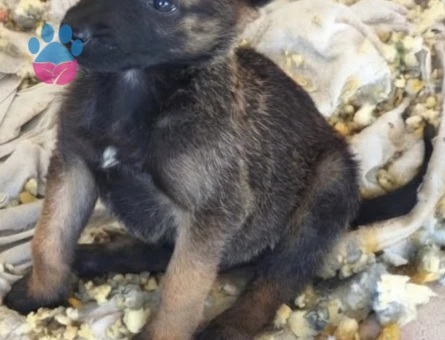 Belçika malinois - 10198 - Görsel 3
